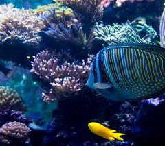 Consigna de equipaje Chimelong Ocean Kingdom