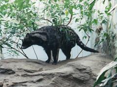Consigne bagage Woodland Park Zoo